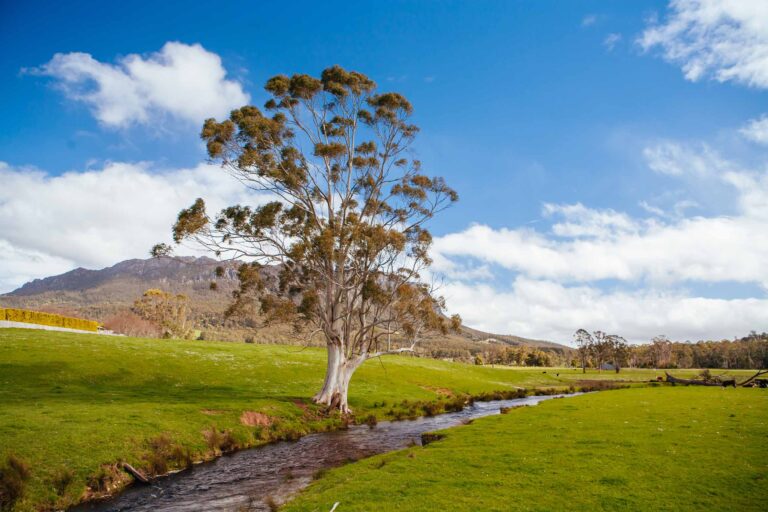 Mt Roland In Tasmania Australia